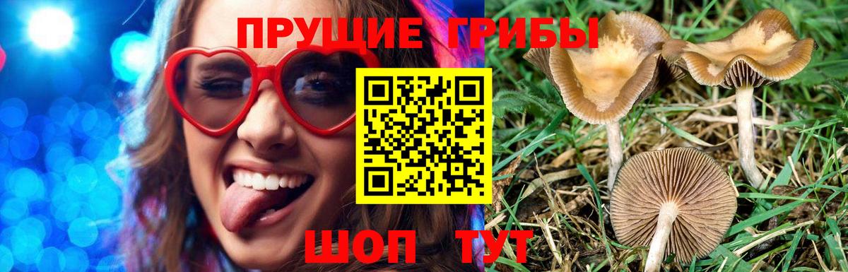Искитим  Псилоцибиновые грибы ЛСД  Вход с VPN 